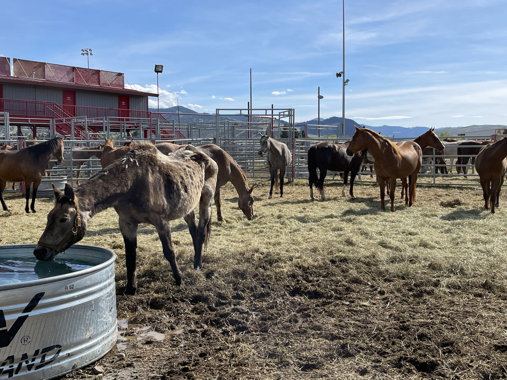 Horses